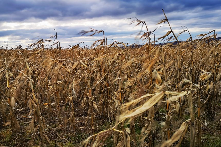 Wheat fields in Ukraine